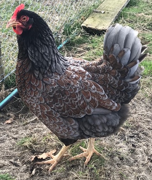 Poulty Breeds, Chickens for Sale Melbourne; Isa Brown, Red Isa ...